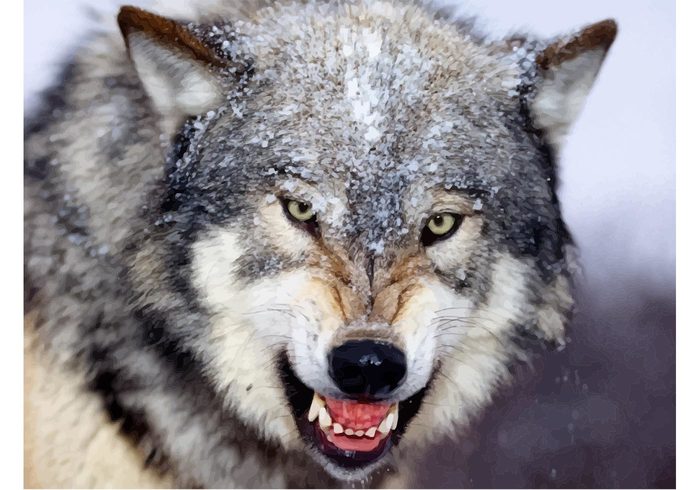 wolf wildlife vector snow predator Gray wolf gray Fangs Dangerous Canine animal Angry wolf  