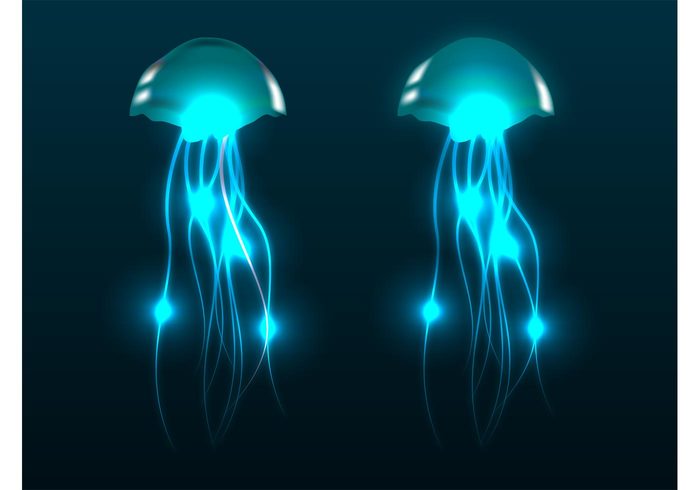 water tentacles sea ocean marine light jellyfish glow fauna Bioluminescence Aquatic animals 