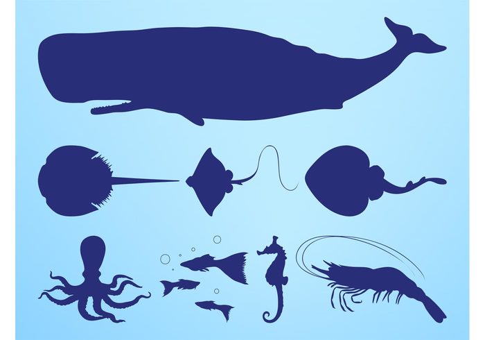 whale Stingray skates skate silhouettes silhouette shrimp seahorse sea rays Ray nature marine fish fauna animals animal 
