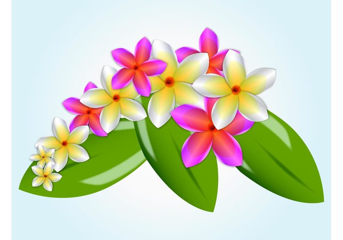 tropical plant petal lush island holiday fresh frangipani flower floral exotic Caribbean bright colors blossom bloom 
