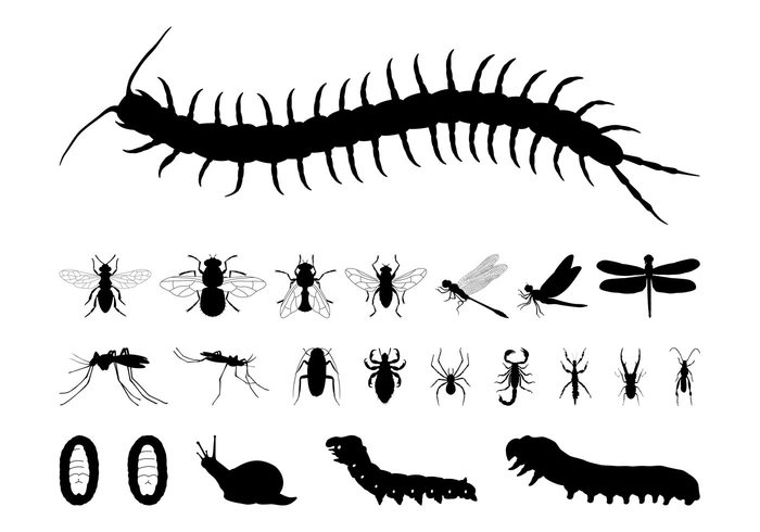 wings wildlife silhouettes silhouette scorpion nature insects insect fly Flies fauna dragonfly Centipede caterpillar bugs Beetles animals animal 