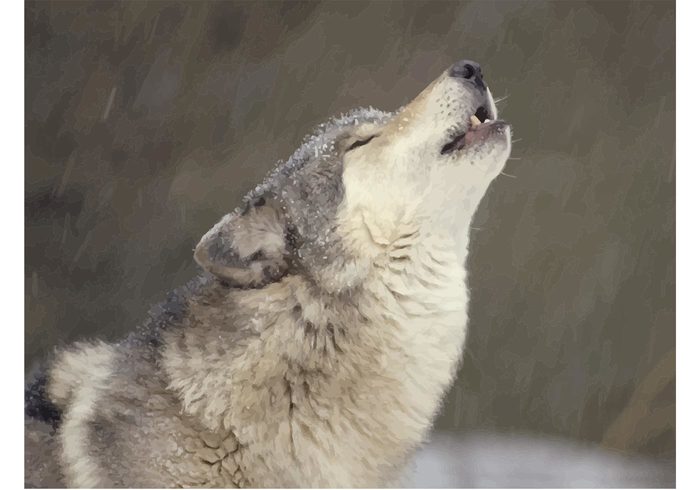 wolves wolf vector snow pack howling Howl dog communication Big wolf animals 
