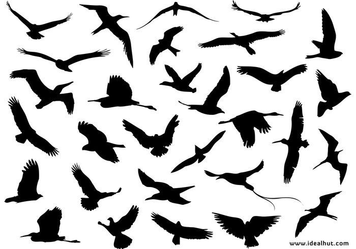 seagull nature Idealhut flying birds fly dove bird 