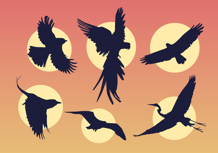 wings wildlife tail sunset seagull Pelican parrot nature flying bird silhouette eagle bird animals 
