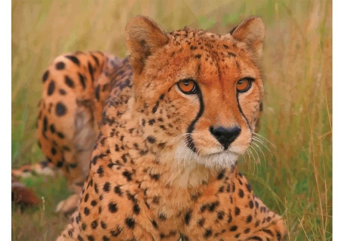 savanna resting planet Lying hunter grass fur Feline Fastest cheetah cat camouflage Black spots beautiful animal 