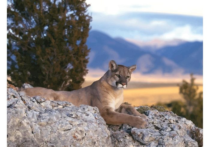 wild wallpaper rocks Puma predator panther Mountain lion Lying cougar Lying hunter forest Dangerous Cougar animal 