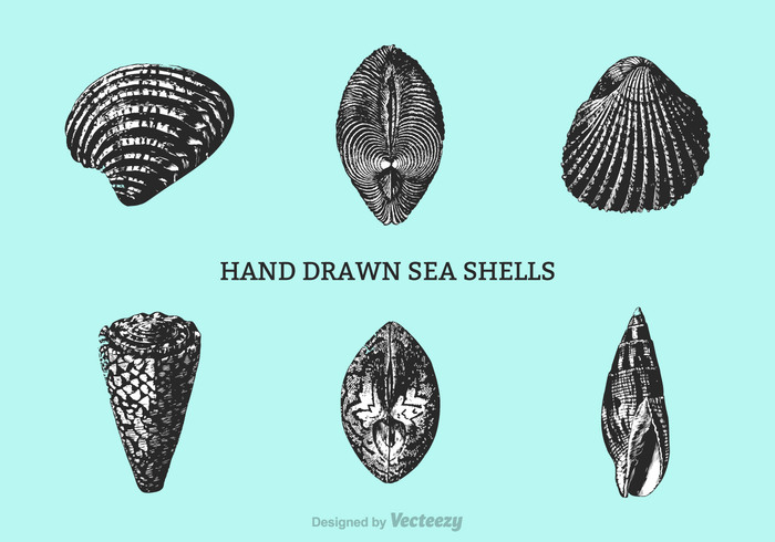 white vintage vector summertime summer spiral shell seashore seashell sea pearl shell ornate ocean nature marine isolated illustration hand drawn grunge engraving engraved elements drawing design cowry cowrie collection cockleshell cockle clip art clam beach background aquarium animal  