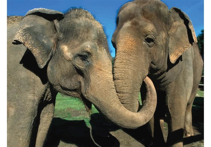 Zoo wild travel safari Partner park nature mammal love kenya gentle friendship friend forest Embracing elephants elephant big animal africa 