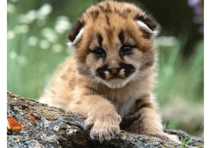 wild wallpaper Tree trunk sweet Puma panther Mountain lion hunter cute cub Cougar Baby cougar animal 