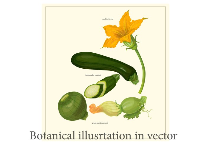 zucchini flower zucchini white village vegetarian vegetable vector tomato symbol summer set salad root raw pumpkin Products organic nature natural menu market kitchen Ingredient Healthy harvest grocery green gourmet garlic garden fresh food festival farmers eco drawing design Cucumber corn cooking collection cartoon carrot card cabbage botanical beetroot beet background autumn agriculture 