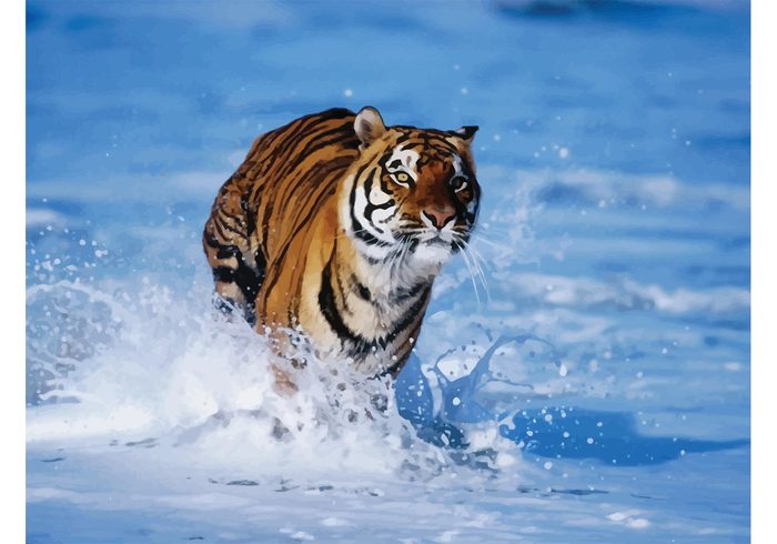 Zoo Wildcat wild Tigris Tigress tiger stripes orange nature mammal jungle india fur Feline danger Bengal tiger bengal beast animal Aggressive 