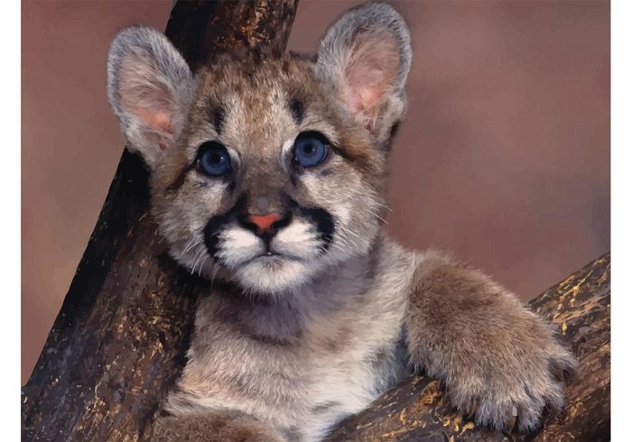 wild wallpaper rocks Puma predator panther Mountain lion Lying cougar Lying hunter forest Dangerous Cougar animal 