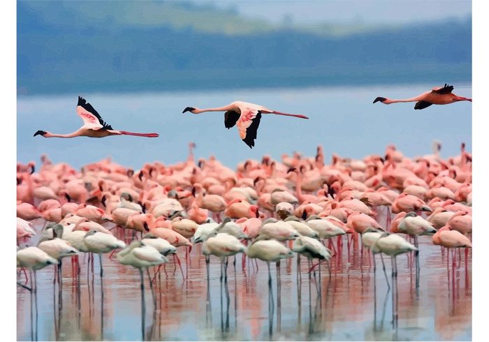 wildlife vector Pink flamingo pink lake group Flying flamingo flamingo bird Amazing animals 