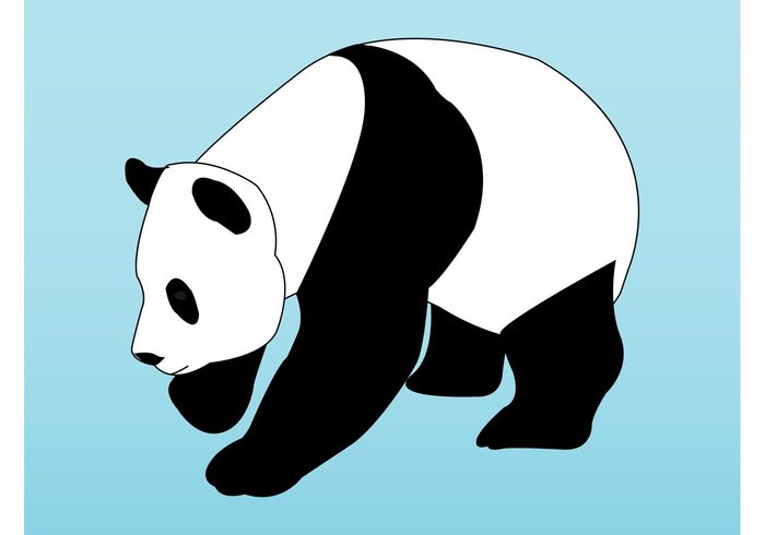 Zoology wilderness walk Sniff panda bear panda nature fur fauna ecology eco black and white Biology bear animal 