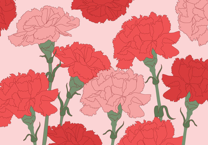 wallpaper valentines spring scent romance pretty plant pink petal pattern pastel nature natural love gardening fresh flower floral color carnations carnation beauty beautiful background 