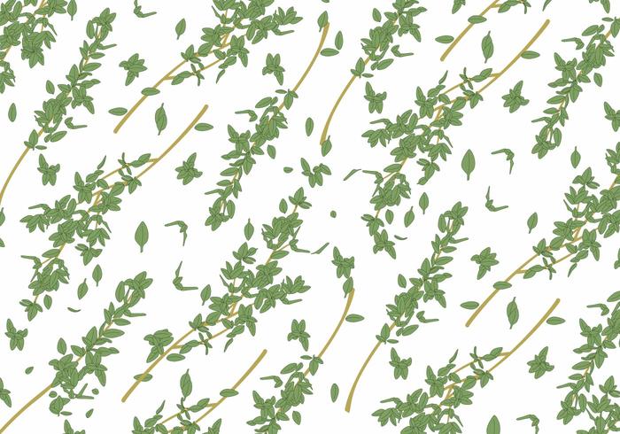 thyme pattern thyme background thyme plant nature macro leaves isolated Ingredient Herb Healthy green closeup 