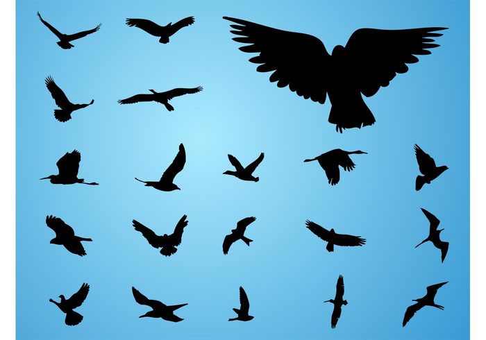 wings wildlife spread silhouettes preservation pose nature fly flight feathers birds animals 