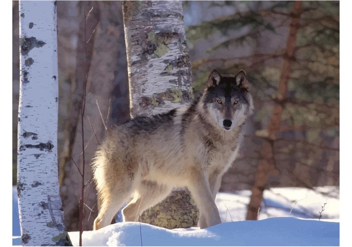 wolf wallpaper vector Grey wolf Gray wolf Extinction dog Dangerous Canis lupus animals  