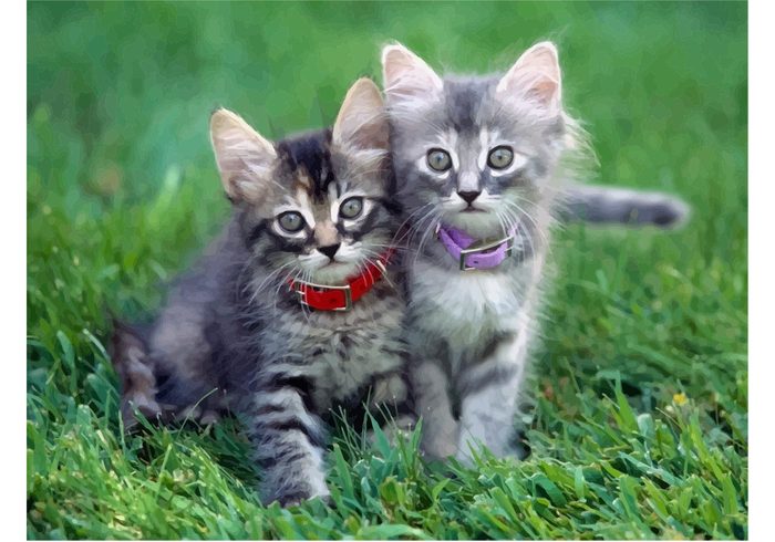 Young cats sweet playing meadow Kittens kitten Healthy green grass cute cub cat animals 
