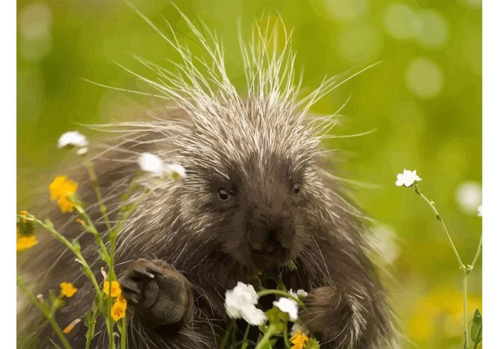 vector rodent Quill pig Prickly porcupine nature grass Funny animal close-up 