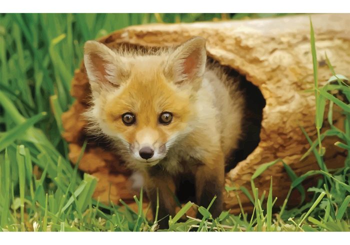 woods wildlife wild spring Snout small Nose nature little kit kid hair fur fragile fox fauna cute curious baby animal adorable  