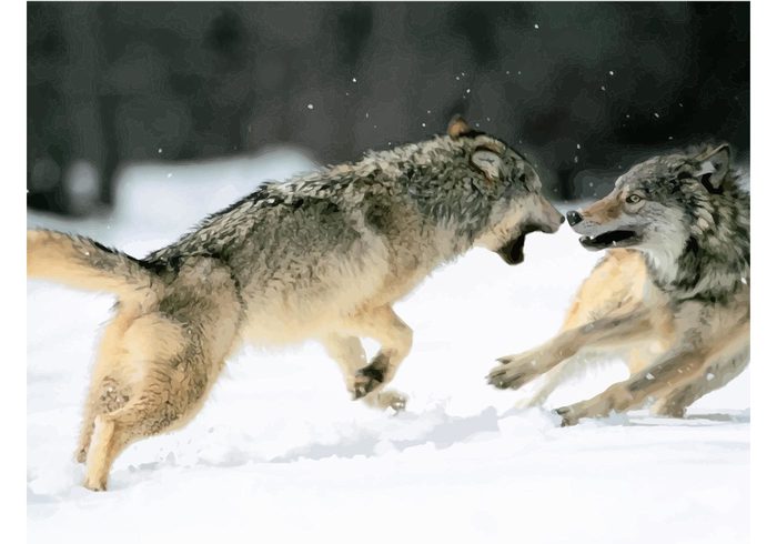 wolves wolf wildlife vector teeth strong snow nature image fighting Dangerous animals attack 