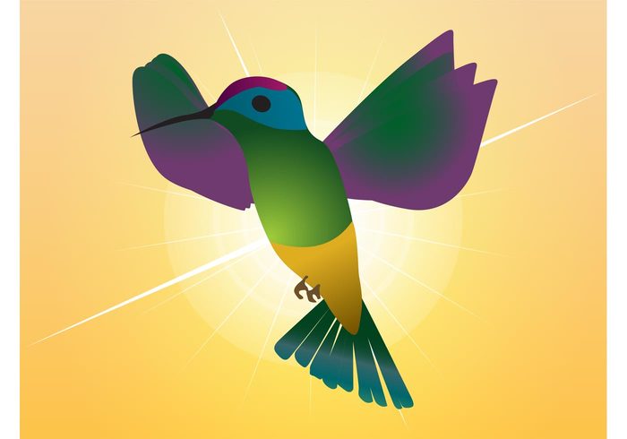 paradise nature hummingbird fly flight feathers fauna fantasy exotic colorful Colibri beak animal 