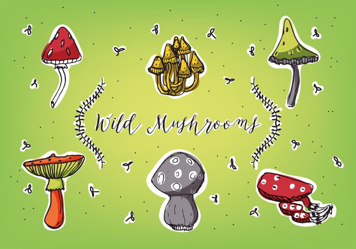 woods vegetarian vegetable vector treasure set season russule raw pizza organic nature mushroom kitchen isolated Ingredient illustration Healthy harvest fungus fresh forest food drawing doodle design cooking collection chanterelle champignon cartoon autumn 