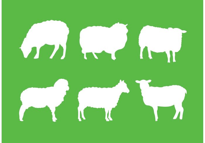 young wool white silhouettes silhouette sheep silhouette sheep isolated sheep ram outline nature mammal lamb isolated farmer farm Domestic cute cattle animal agriculture 