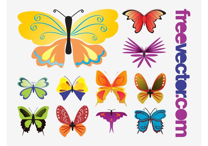 wings spring nature insects fauna exotic butterfly butterflies antennas animals 