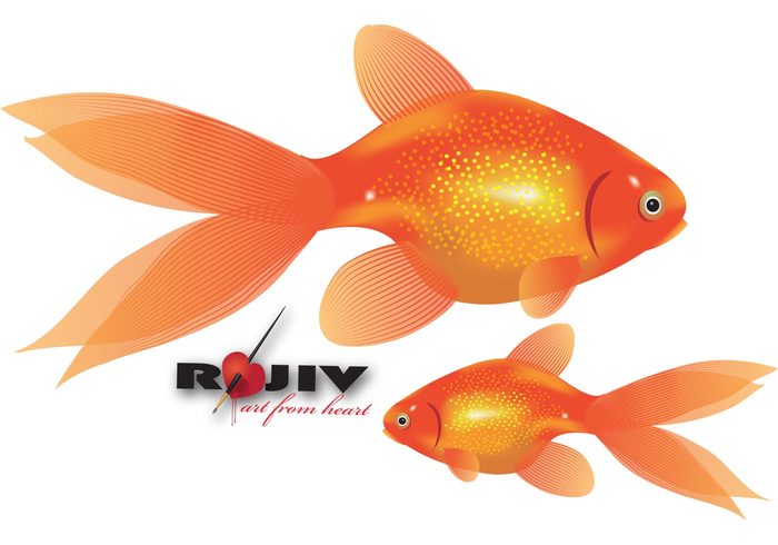 realistic rajeev kamal gold fish fish animal 