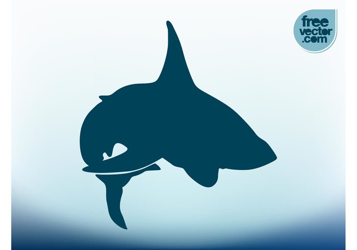 swim silhouette shark sea ocean nature marine fish Fins fauna Aquatic animal 