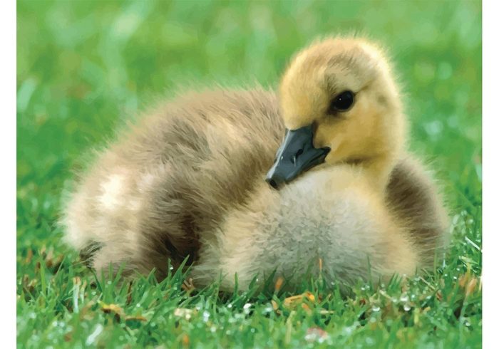 young wildlife wild Waterfowl USA tiny spring small sitting outside Outdoor Gosling Gooseling Goose Fowl fluffy Duckling canada bird Biology animal 