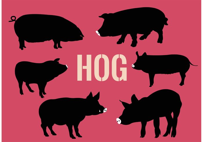 vector symbol Swine stock silhouette sign set raising pork piglet pig meat mammal Livestock isolated illustration hog food farm element drawn Domestic design collection boar black animal agriculture 