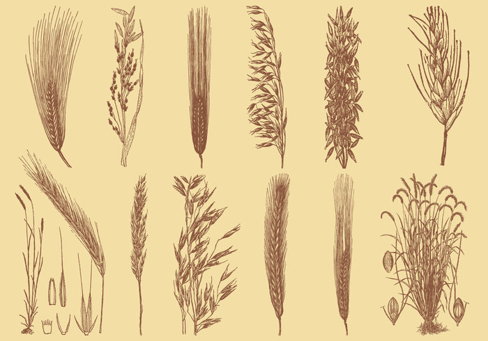 wheat vector symbol sketch sheaf set Rye rural rice plant organic object oats meal leaf isolated illustration icons harvest hand grain food field farm emblem elements Ear drawn drawing doodle design decorative crop concept collection cereal bundle bouquet barley background art agriculture 