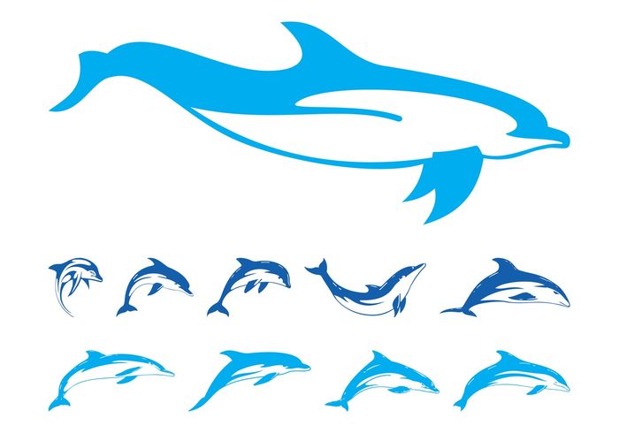 swimming swim sea ocean marine mammal Fins dolphins dolphin Aquatic animals animal 