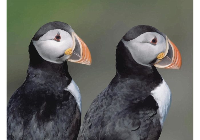 USA two Seabird Puffin pair outdoors north nature looking curious couple close-up canada bird Avian Atlantic puffins Atlantic animals america 