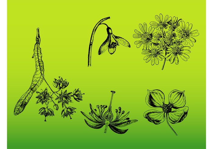 Stems spring sketch plants petals nature natural leaves hand drawn floral Etch encyclopedia bloom Biology accurate 