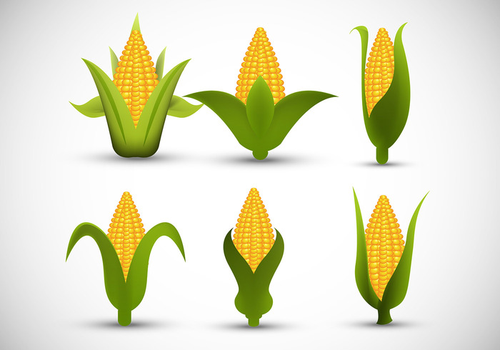 vegetarian vector popcorn plant organic leaf grain food ear of corn corn 