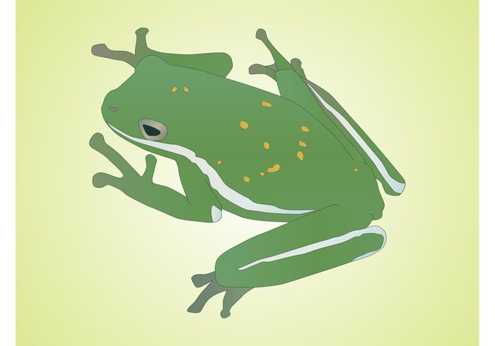 Zoology Vector frog nature legs frog fauna eyes Biology animal amphibian 