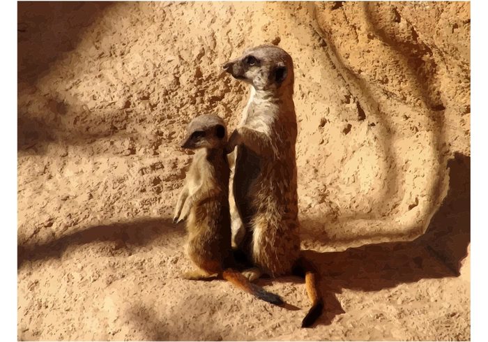 wildlife vector sweet Original wallpaper Mongoose Meerkats Meercat desert animals africa 