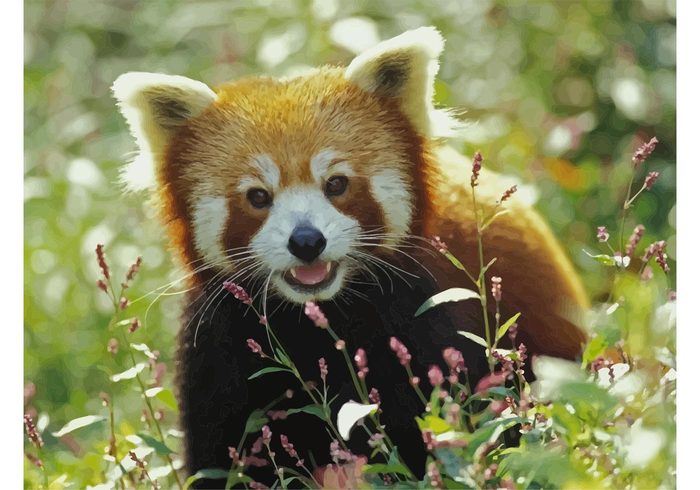 wildlife vector wallpaper Small panda Red panda red panda Fire fox Cat-bear Bright panda animals 