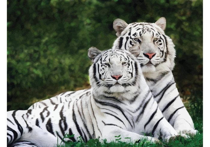 Zoo wildlife wild white tiger safari rest predator Outdoor nature mammal jungle head grass ears cat big bengal animals 