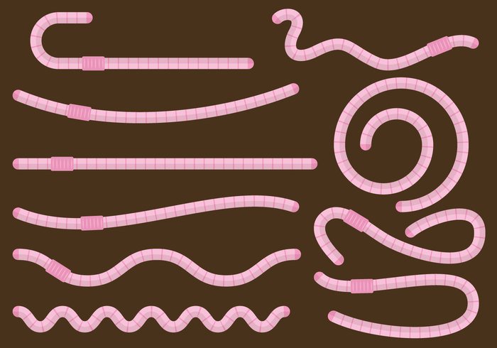 worm wildlife wild wigglers white wet vector squirm slimy segments red rainworm pink nature natural lure long isolated insect fishworm earthworm earth dirt dew Crawling crawler color bug brown body Biology background annelida animal anguine angleworm angle agriculture 
