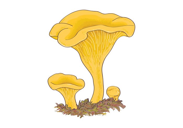 stalk nature mushrooms mushroom golden chanterelle girls fungus food Edible chanterelle cap 