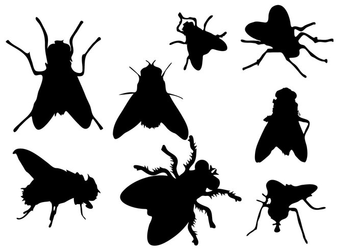 wing silhouette nature isolated insect gnats gnat fly silhouette fly Flies bugs bug silhouette bug black animal 