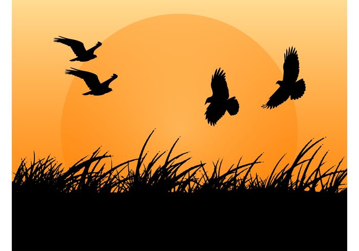 wings wildlife Stems silhouettes plants nature hawk grass field fauna environmental ecology eagles Bird vectors attack animals 