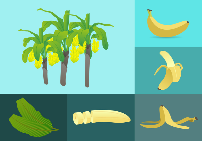 yellow vector tropical Tropic tree Terrain summer root plants plantation plant palm organic object nature natural leafy leaf jungles jungle illustration green fruit forest food foliage flower floral flora exotic design climate brown botany banana tree banana leaf banana art Amazon 