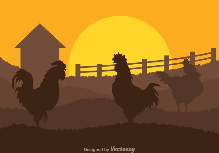 sun silhouette rooster silhouettes rooster silhouette rooster rolling hills poultry picket fence landscape hill hens hen silhouette grass Fowl field fence farming farm silhouette farm animal farm chicken barn animal silhouette animal afternoon 