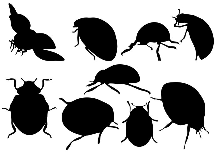 Zoology wing wildlife white summer small silhouette nature ladybird isolated insect glossy Detail black beetle antenna animal 